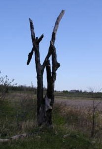 Burned trees look like a cross