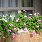 CCCOP geraniums