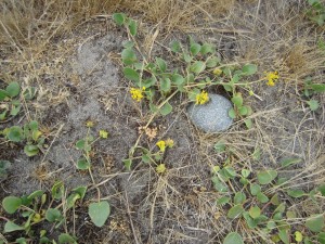 yellow wild flowers and a rock near bay on Whidbey Island