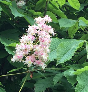 Close up of Horse Chestnut tree blooms, Trosly, France.