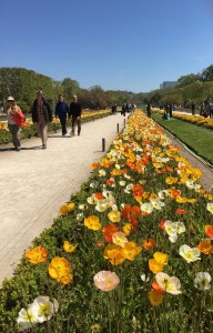 Poppies along path Jardin de Plantes, Paris