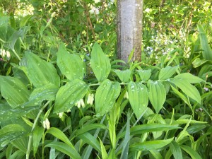 Close up of the flower Solomon's Seal