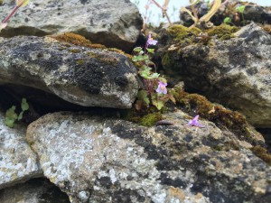 close up of tiny flowers growing on a mossy, rock wall in Trosly, France.