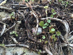 close up of a tangle of roots and a snail shell on old mossy stone wall in Trosly, France