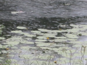 Photo of a heavy rain falling on waterlilies on lake at St. Johns