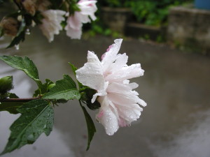 Hollyhock blossom in rain