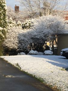 Spring snow flocking trees and lawn