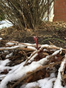 small peony shoot with ice crystal