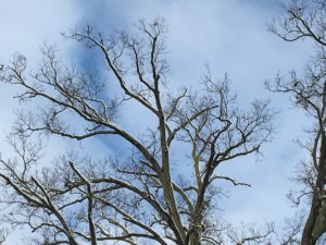 tall tree with branches covered in snow