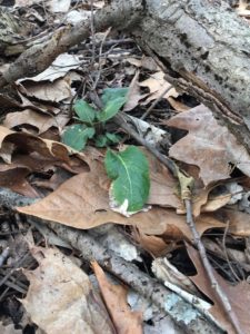 Small green sprout pushing up through last years brown leaves