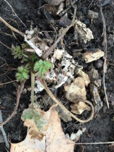 In the woods, tiny green leaves appear sprouting from last year's growth.