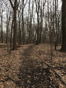 A dirt path though brown, fallen leaves, trees on either side