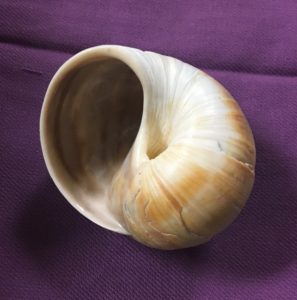 close up of shell on purple cloth