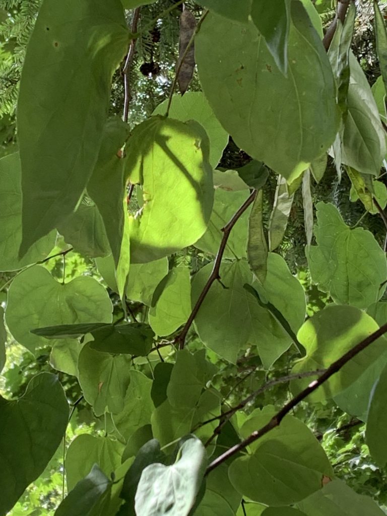 green leaf glowing with sunlight