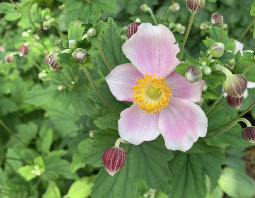 closeup of pink flower on sunny day