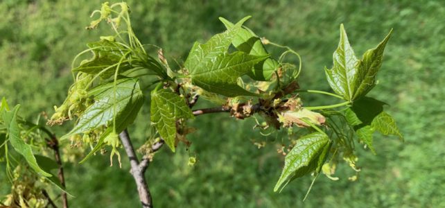 Greening Nature and Spirits